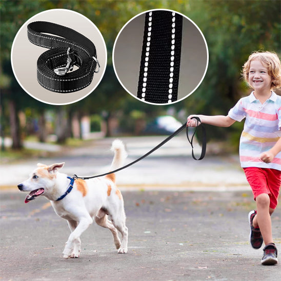 Laisse chien ballade