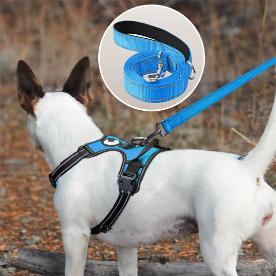 Laisse chien promenade