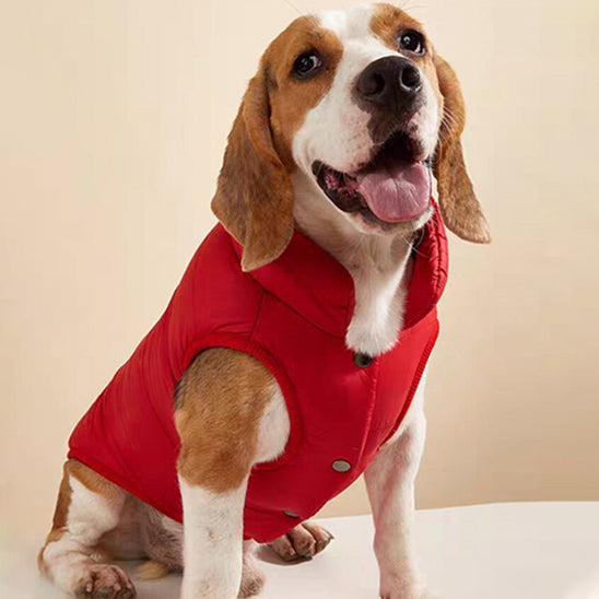 manteau chien hiver