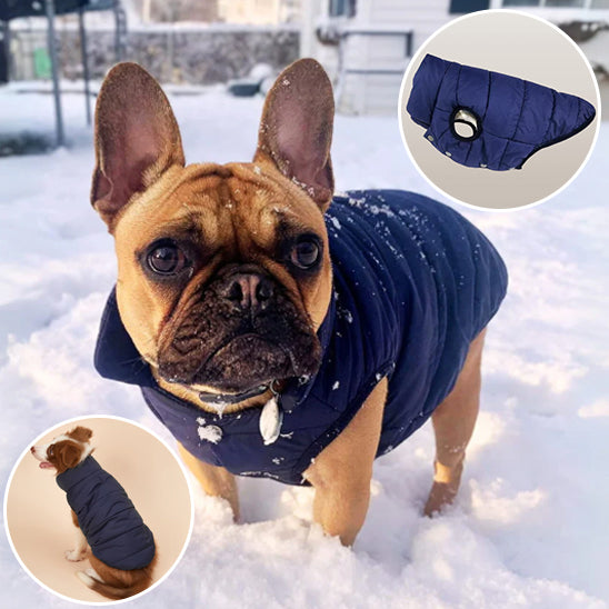 Manteau chien froid