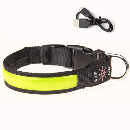 colliers chien jaune
